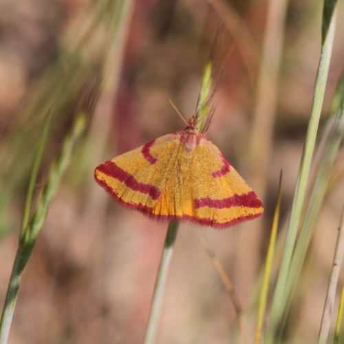 Lythria cruentaria.JPG